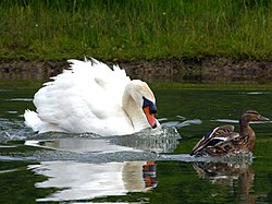 A swan defending its territory by attacking a mallard duck