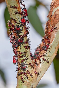 Leafhoppers protected by meat ants
