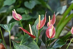 Flamingo flower