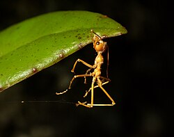Oecophylla smaragdina killed by a fungus