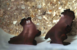 Two turbellarians are mating by penis fencing. Each has two penises, the white spikes on the undersides of their heads.