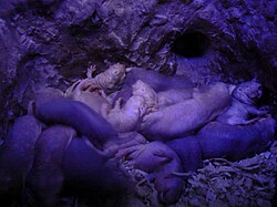 Many young naked mole rats piled in a nest