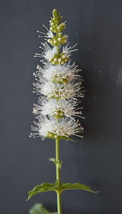 Flowering verticillasters of a spearmint