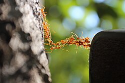 Ant bridge