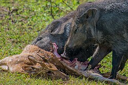 Wild boars (Sus scrofa) feeding on deer carrion.