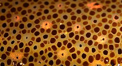 Squid chromatophores appear as black, brown, reddish and pink areas in this micrograph.