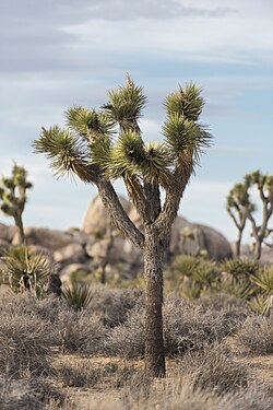 Yucca brevifolia in Joshua Tree National Park