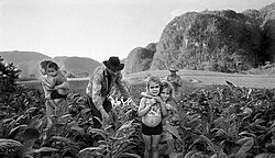 Tobacco harvesting, Viñales Valley, Cuba