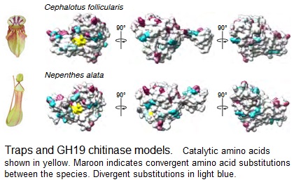 Molecular convergence in carnivorous plants