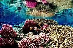 Fig. 14. Cnidarians are always found in aquatic environments, meaning that their gas exchange involves absorbing oxygen from water.