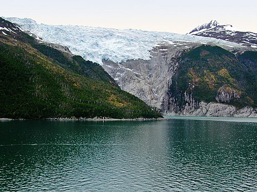 Trees growing along the north shore of the Beagle Channel, 55°S.