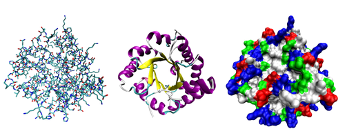 Three possible representations of the three-dimensional structure of the protein triose phosphate isomerase. Left: All-atom representation colored by atom type. Middle: Simplified representation illustrating the backbone conformation, colored by secondary structure. Right: Solvent-accessible surface representation colored by residue type (acidic residues red, basic residues blue, polar residues green, nonpolar residues white).