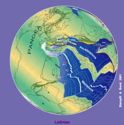 Cimmeria, having rifted from Gondwana shown drifting towards Eurasia, closing the Paleo-Tethys Ocean above, opening the Neo-Tethys Ocean below, and carrying parts of what is today the Tibetan Plateau