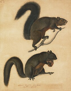 John James Audubon, Long Haired Squirrel, c. 1841.