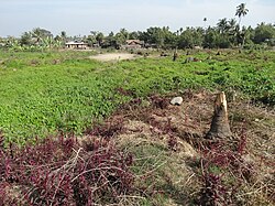 2014 view of ruins of Narzi, former Rohingya neighbourhood in Sittwe town destroyed and razed in the 2012 anti-Rohingya pogroms.