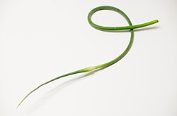 A garlic scape