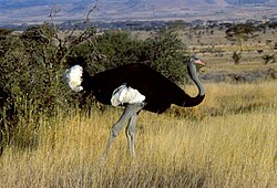 A male Somali ostrich in a Kenyan savanna, showing its blueish neck