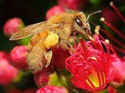Bee collecting pollen from rata