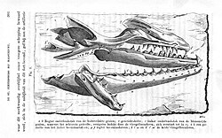 Drawing of fossil jaws of Mosasaurus hoffmanni, from the Maastrichtian of Dutch Limburg, by Dutch geologist Pieter Harting (1866)