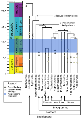 Phylogenetic hypothesis of major lepidopteran lineages superimposed on the geologic time scale. Radiation of angiosperms spans 130 to 95 million years ago from their earliest forms to domination of vegetation.