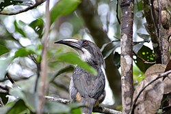As its name suggests, the Sri Lanka grey hornbill is grey and endemic to Sri Lanka.