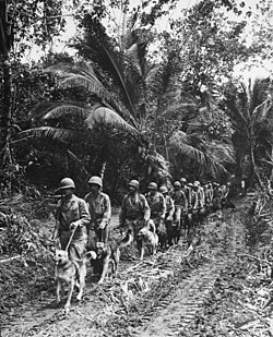Scouting and messenger dogs, in service with the United States Marine Raiders, walking with their handlers to the frontline against the Imperial Japanese Army during the Bougainville campaign of World War II, November/December 1943.