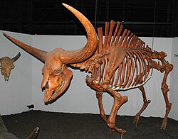 Long-horned/Giant bison (Bos latifrons), fossil bison skeleton (public display, Cincinnati Museum of Natural History & Science, Cincinnati, Ohio, United States)