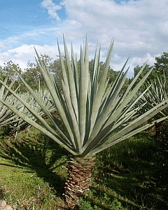 Agave fourcroydes, commonly known as henequén in Yucatán, sisal elsewhere and ki in Maya language