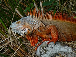 In Florida