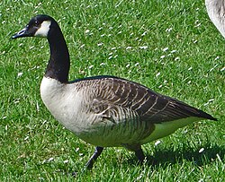 Canada goose