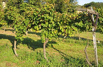 Vine trellising according to the Pfälzer Kammertbau system traditional to the Palatinate, where it was widely used until the 18th century. In an all-wooden version (without the steel wires), this system is supposed to date back to Roman times.