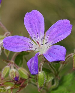 Flower detail