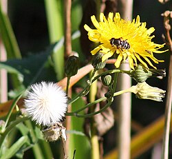 Hawksbeard flower heads and ripe seeds are sometimes confused with dandelions.