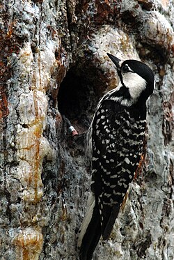 Red-cockaded woodpecker (Picoides borealis)