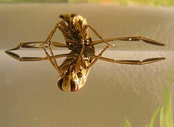 The backswimmer Notonecta glauca underwater, showing its paddle-like hindleg adaptation