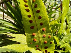 Sori of monarch fern contain clusters of sporangia