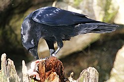 Feeding
