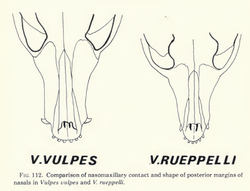 Comparative illustration of skulls of the red fox (left) and Rüppell's fox (right): note the more developed facial area of the former
