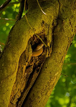 A snaked coiled in the cavity of a tree