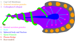 A diagram of the colloblast displaying the External and Internal Secretion Granules, Cap Cell Membrane, Radii, Collopod, Nucleus and Spheroid Body, Spiral Filament and Plasma Bridge