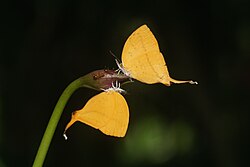 Loxura atymnus butterflies and yellow crazy ants consuming nectar secreted from the extrafloral nectaries of a Spathoglottis plicata bud