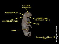 Dissection of human embryo