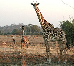 photo of a giraffe mother and calf.