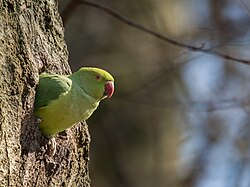 The vast majority of parrots are, like this rose-ringed parakeet, cavity nesters.