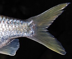 Teleosts have homocercal tails, where the upper half mirrors the lower half.