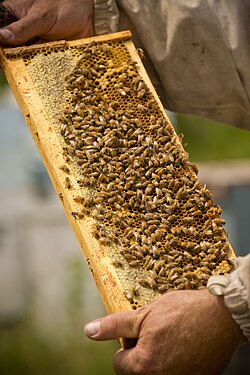 A beekeeper inspects a hive frame with a honeycomb showing capped honey and brood cells. The modular design allows for easier management and non-destructive harvesting of honey and beeswax.