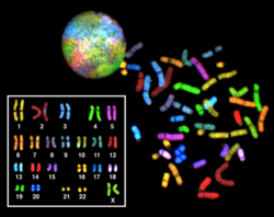 Spectral karyogram of a human female