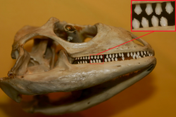 Skull and close-up of teeth
