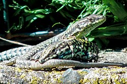 Fighting Podarcis siculus, Italy