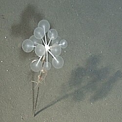The carnivorous ping-pong tree sponge, Chondrocladia lampadiglobus[41]
